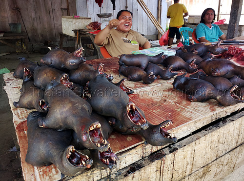 bat meat sold at tentena market - sulawesi - indonesia, bat meat, black flying foxes, black fruit bats, bushmeat, butcher shop, heads, man, meat market, meat shop, merchant, pteropus alecto, raw meat, seller, singed, stand, teeth, vendor, woman