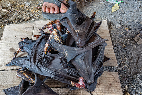 singed fruit bats wings at meat market, bat meat, bat wings, black flying foxes, black fruit bats, bushmeat, meat market, meat shop, pteropus alecto, raw meat, singed