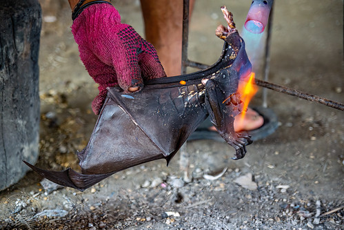 singeing a fruit bat wing with a blowtorch, bat meat, bat wings, black flying foxes, black fruit bats, blowtorch, bushmeat, meat market, meat shop, pteropus alecto, raw meat, singed, singeing